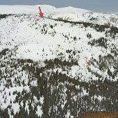 Perfect Trees Berthoud Pass